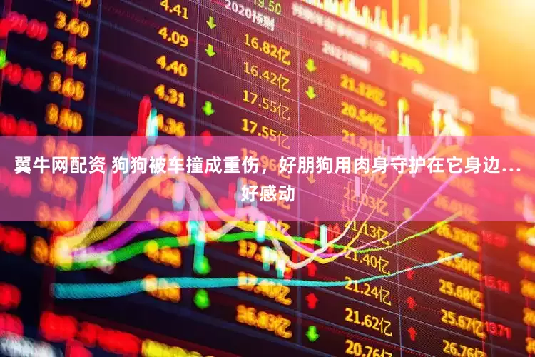 翼牛网配资 狗狗被车撞成重伤，好朋狗用肉身守护在它身边…好感动